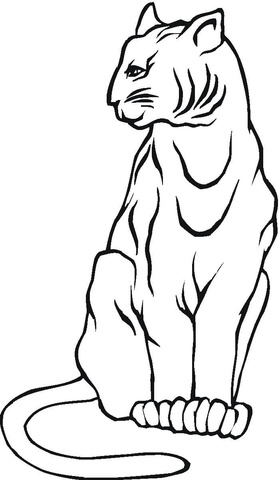 Mountain Lion  Coloring Page